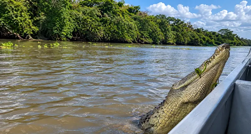 American crocodile rising next to a tour boat on the Tempisque River in Palo Verde, Costa Rica